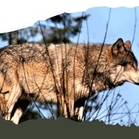 Il était passé par ici... le loup - LUSSAC-LES-CHATEAUX