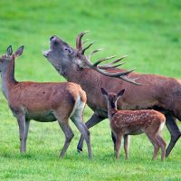 L'Appel du grand cerf - LUSSAC-LES-CHATEAUX
